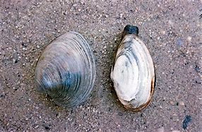 clam up